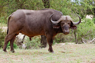 Cape Buffalo