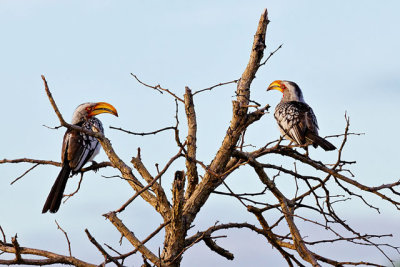 Yellow-billed Hornbills