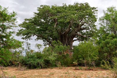 African Baobab Tree