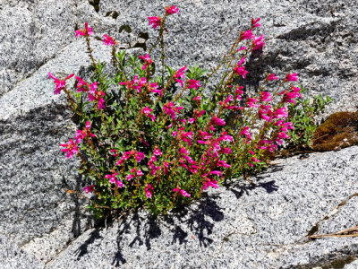 Mountain Pride wildflowers