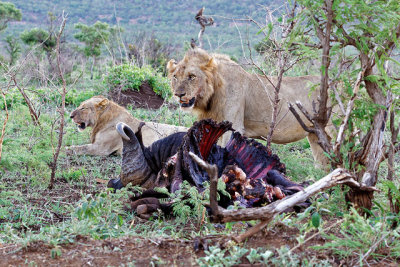 Lion with buffalo carcass