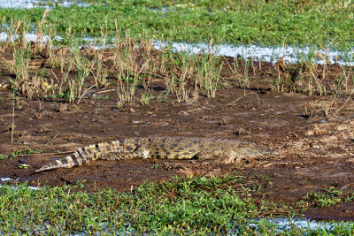 Nile crocodile