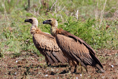 Cape Vultures