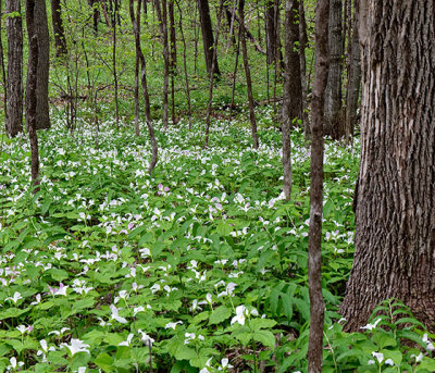 A field of trilliums