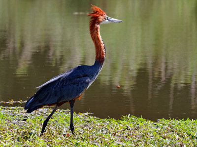 Goliath Heron