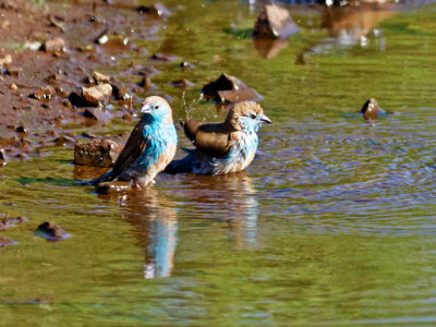 Blue Waxbills