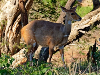 Bushbuck