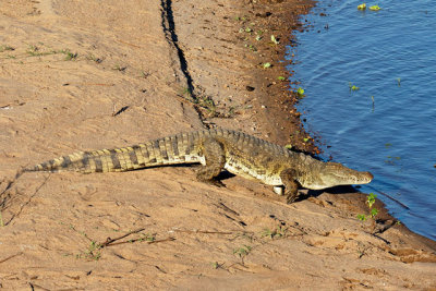 Nile crocodile