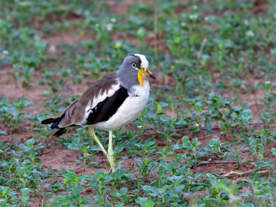 White-crowned Plover