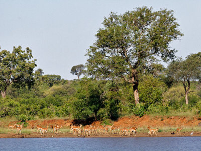 Impala on the banks of Nyamundwa Dam