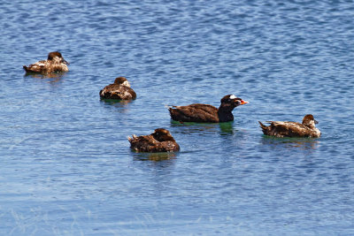A family of Surf Scoters