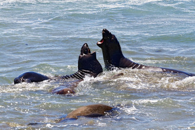 Squabbling elephant seals