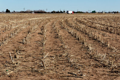 Cotton Field