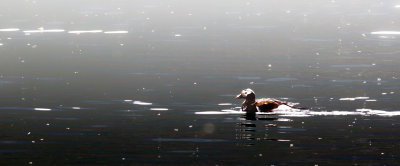 Long-tailed duck.jpg