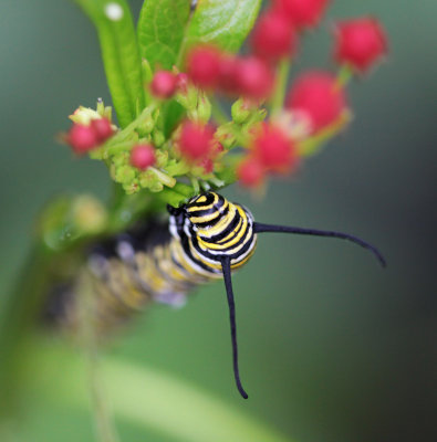 Monarch Caterpillar.jpg