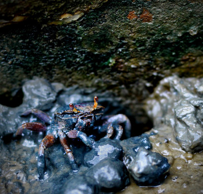 Fiddler Crab.jpg