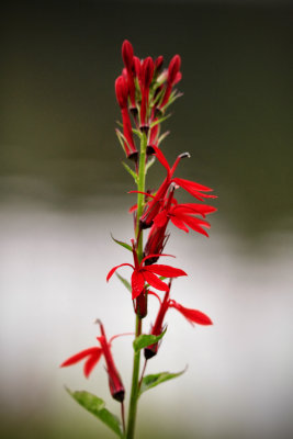 Cardinal Flower.jpg