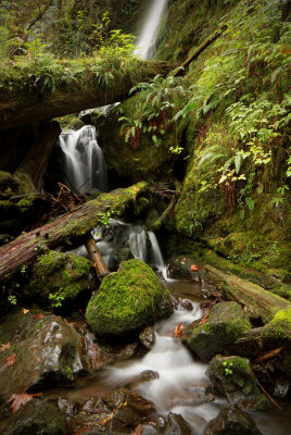 Quinault Rainforest 2.jpg