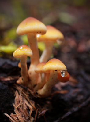 Sol Duc Falls Fungi.jpg