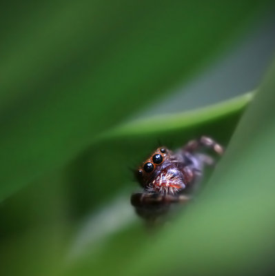 Jumping Spider 2.jpg