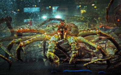King Crab.jpg