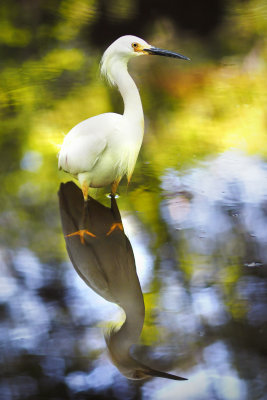 Snowy Egret 1.jpg