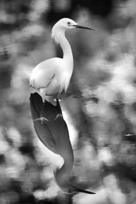Snowy Egret 1 bw.jpg