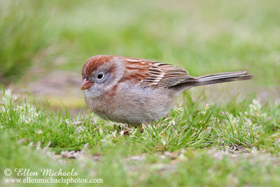 Field Sparrow