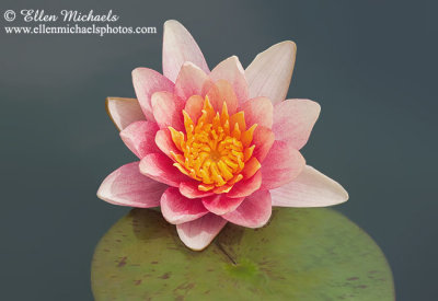 Water Lily