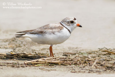 Piping Plover