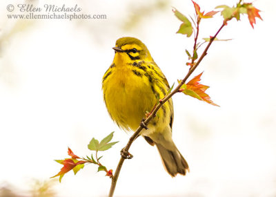 Warblers in Central Park