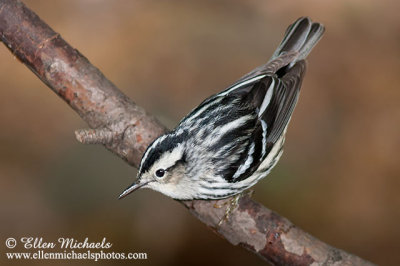 Black-and-white Warbler