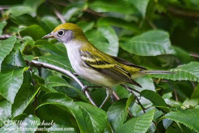 Chestnut-sided Warbler (1st fall)