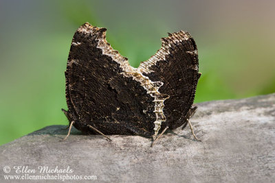 Mourning Cloak (mating)