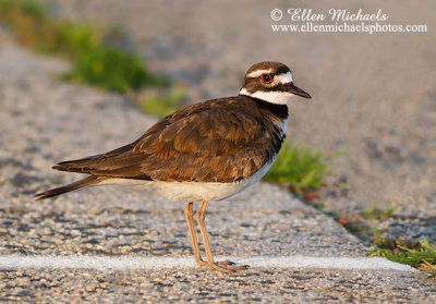 Killdeer