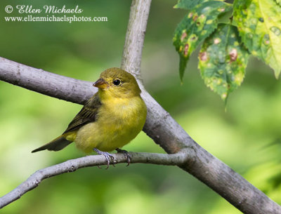 Scarlet Tanager