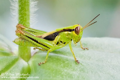 Two-striped Grasshopper