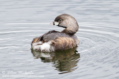 Pied-billed Grebe