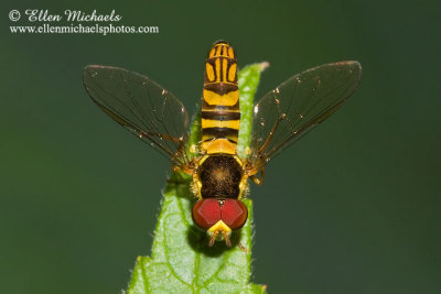 Syrphid Fly