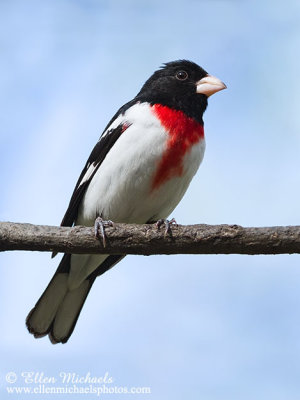 Rose-breasted Grosbeak