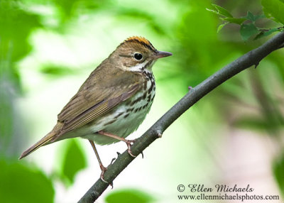 Ovenbird