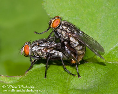 Flesh Fly (mating)