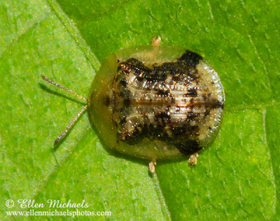 Tortoise Beetle