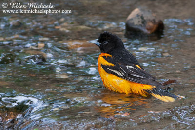 Baltimore Oriole