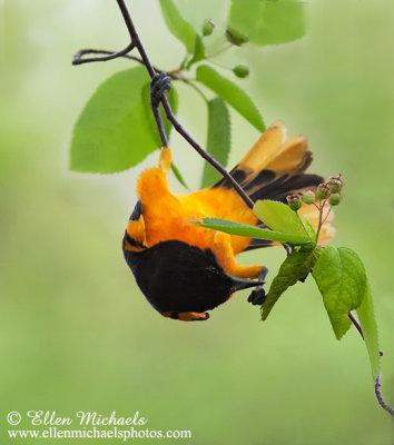 Baltimore Oriole