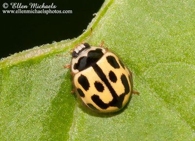 Fourteen-spotted Lady Beetle