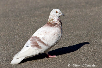 Rock Pigeon (Rock Dove)