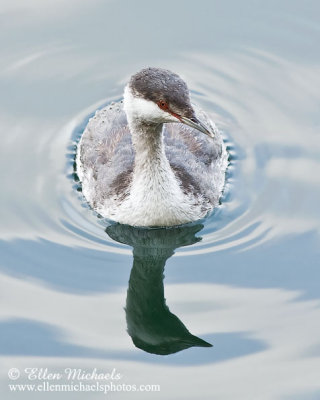 Horned Grebe