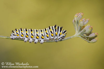 Black Swallowtail Caterpillar - Third Instar