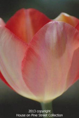 April Splendor.jpg